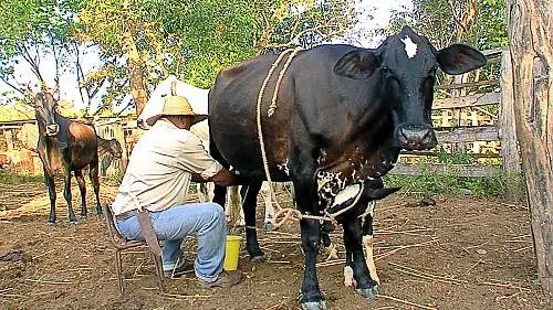 Cantos de Ordeño
