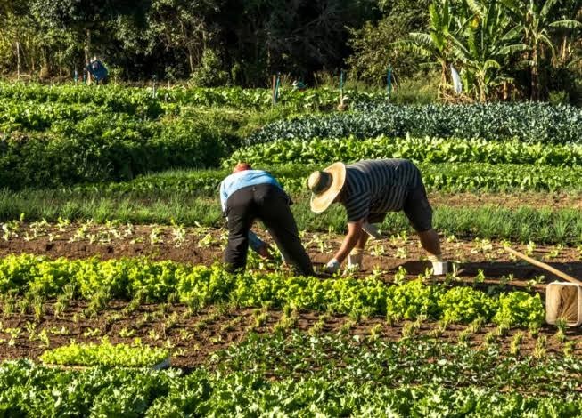 Laboral Agropecuario
